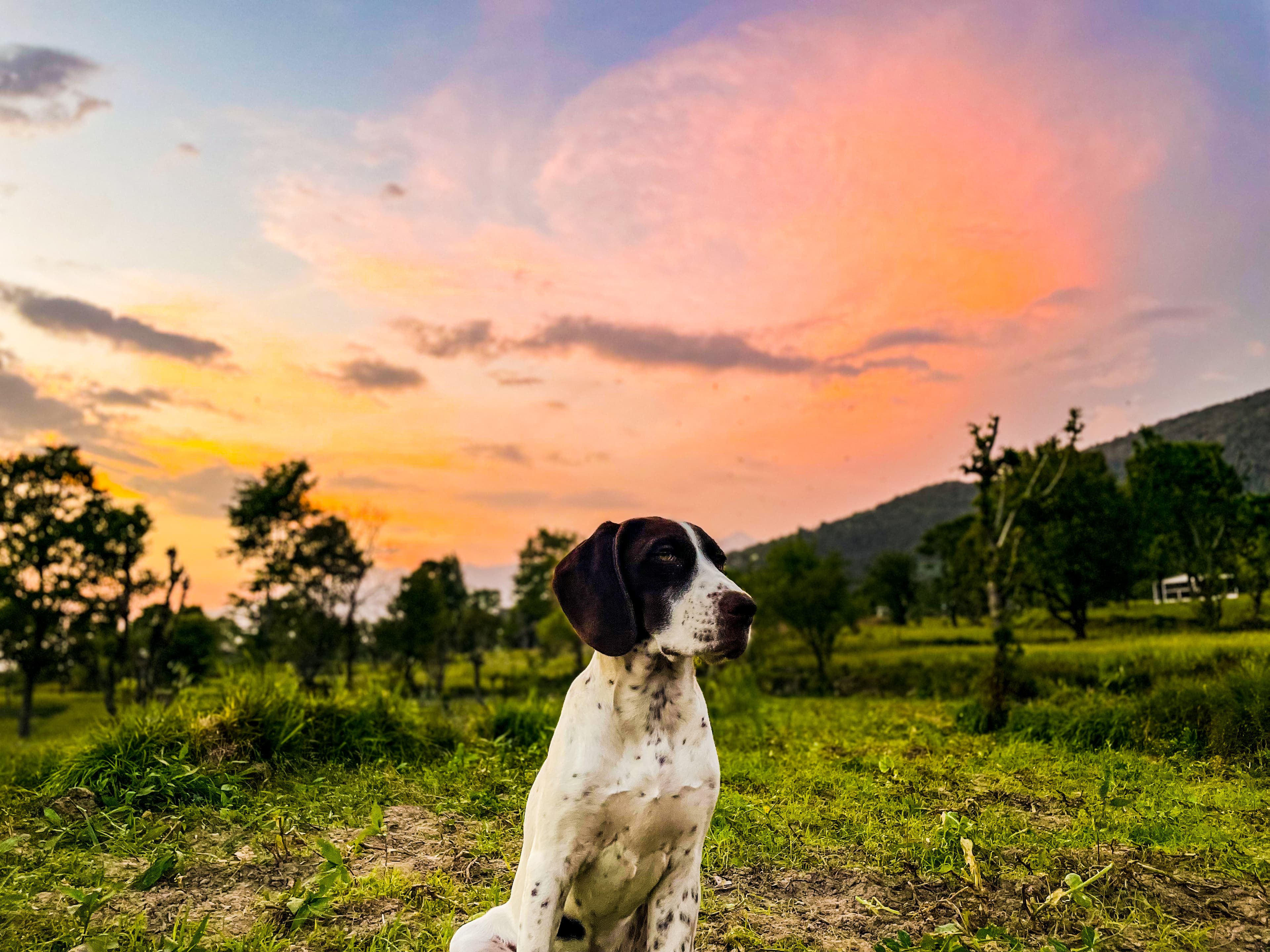 Dog at sunset in mountain field with colorful sky