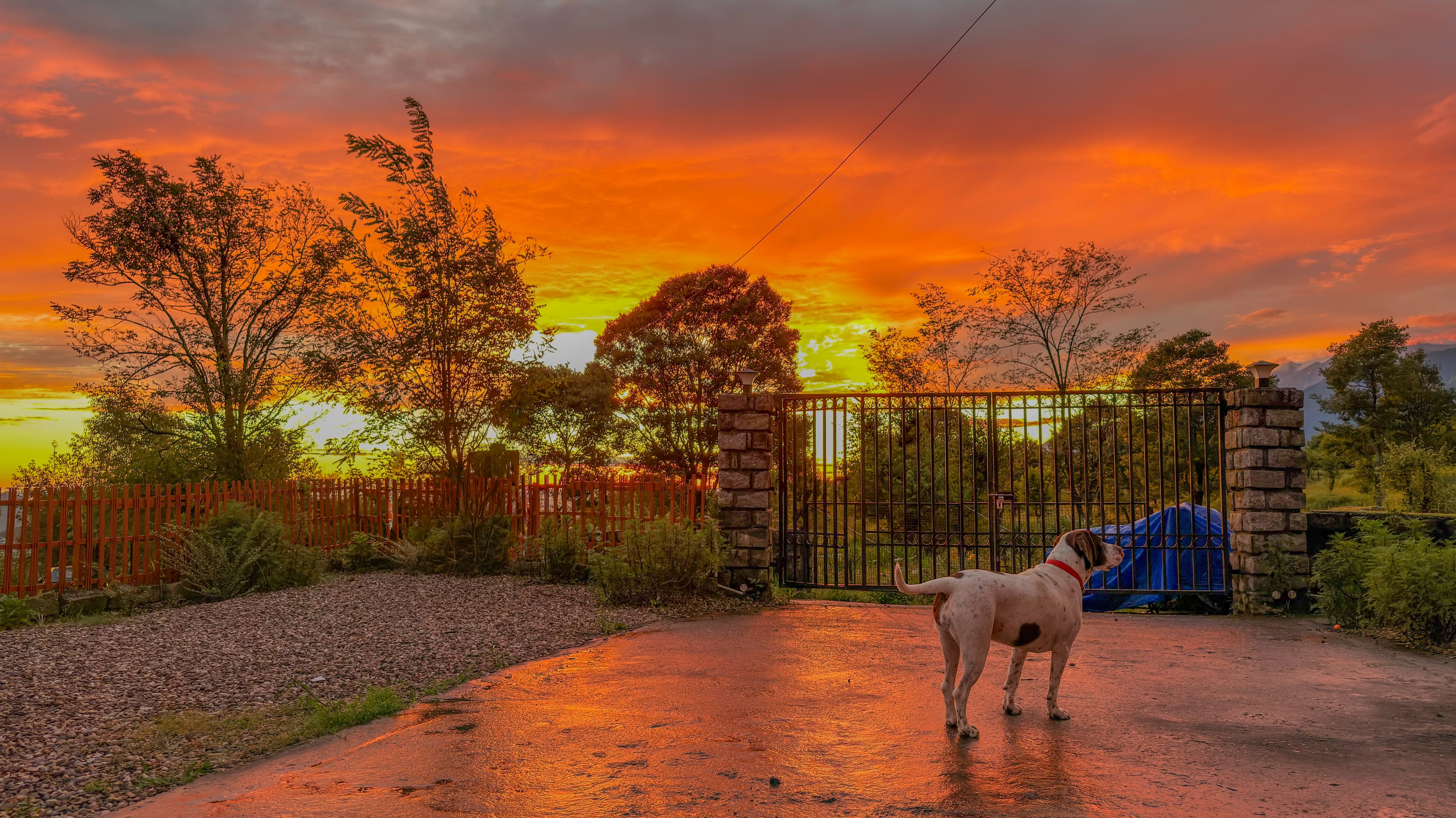 Person petting dog at sunset with mountains
